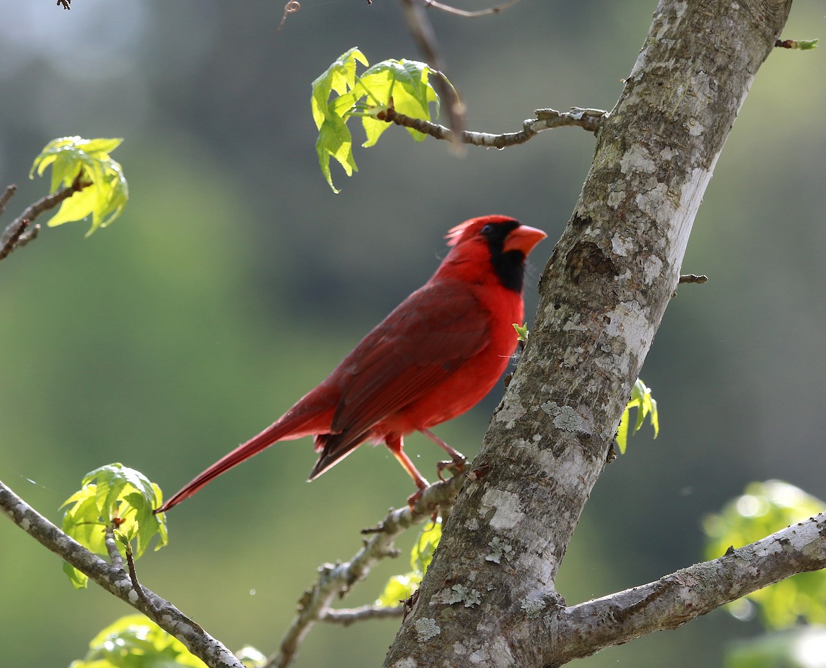Northern Cardinal - ML222931131