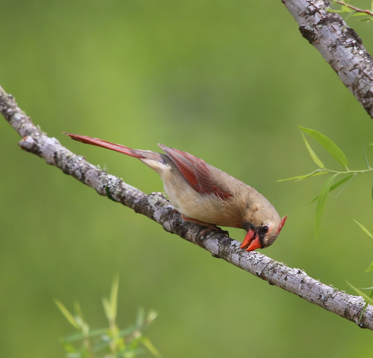 Northern Cardinal - ML222931261
