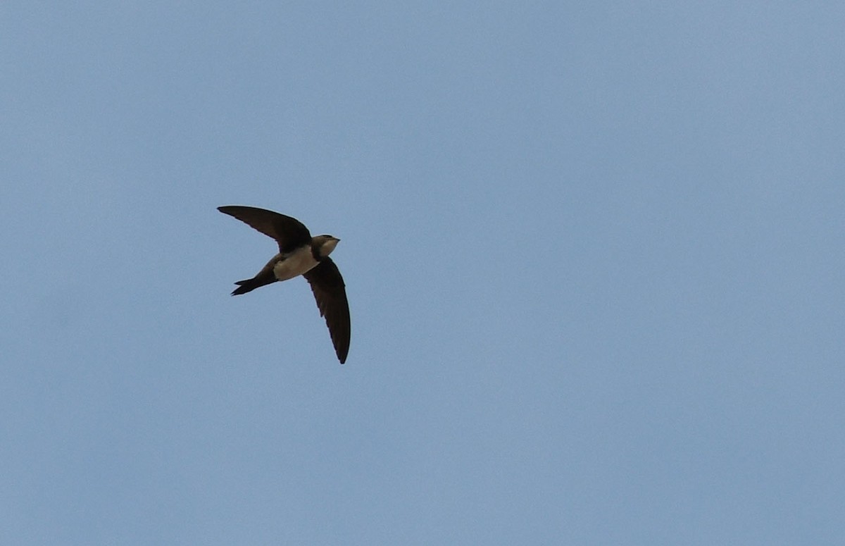 Alpine Swift - Ricard Gutiérrez