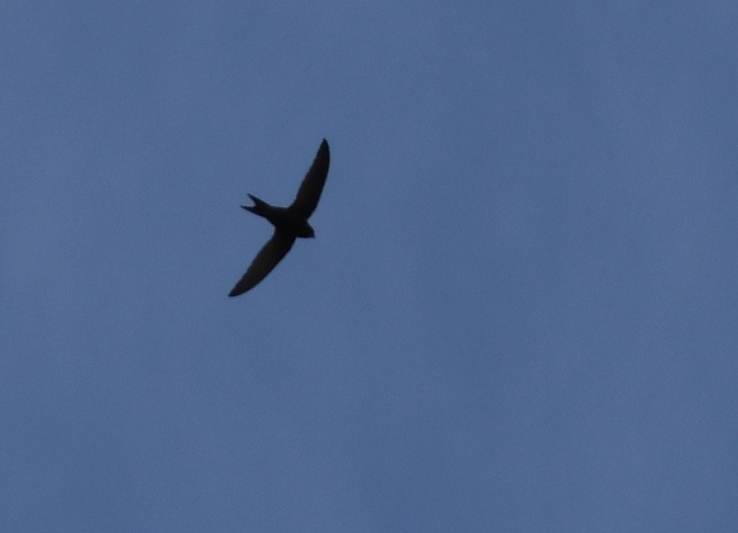 Common Swift - Ricard Gutiérrez