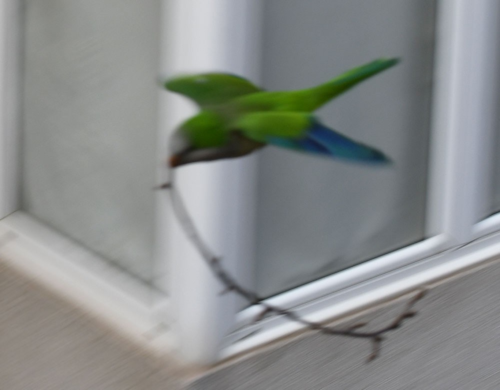 Monk Parakeet - ML222931491