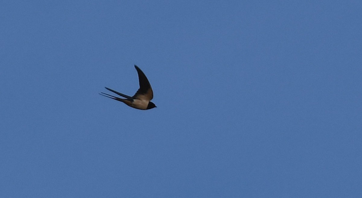 Barn Swallow - ML222931631