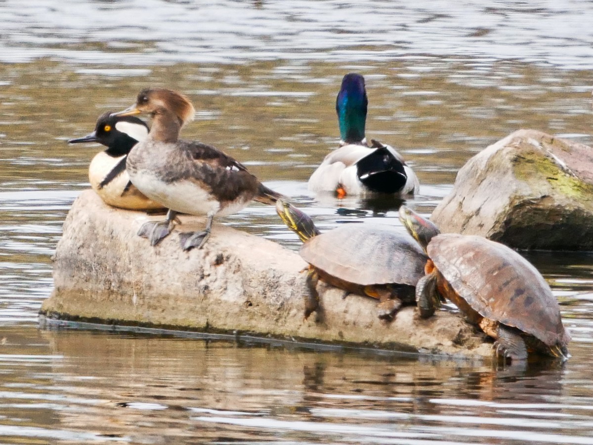 Hooded Merganser - Darrin Menzo