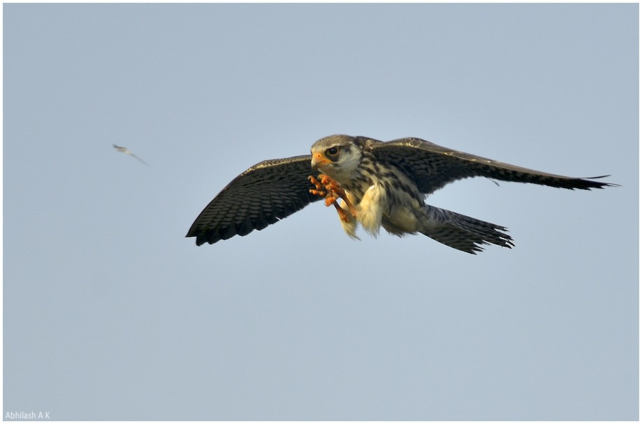 Amur Falcon - ML22293501