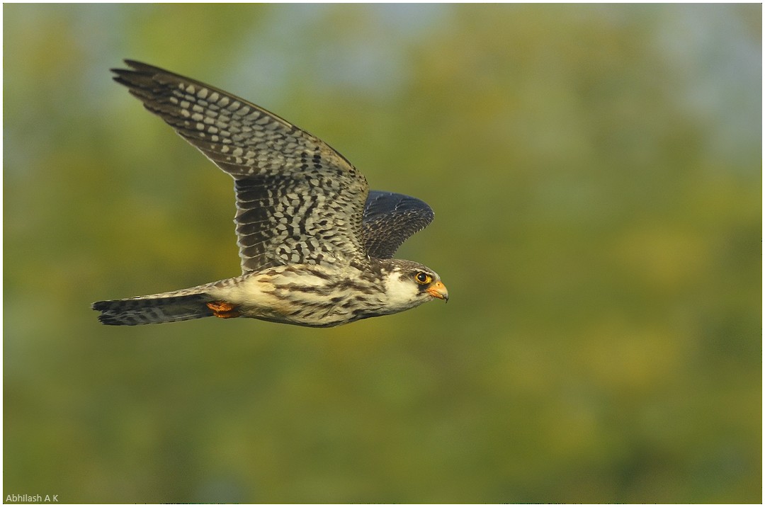 Amur Falcon - Abhilash Arjunan