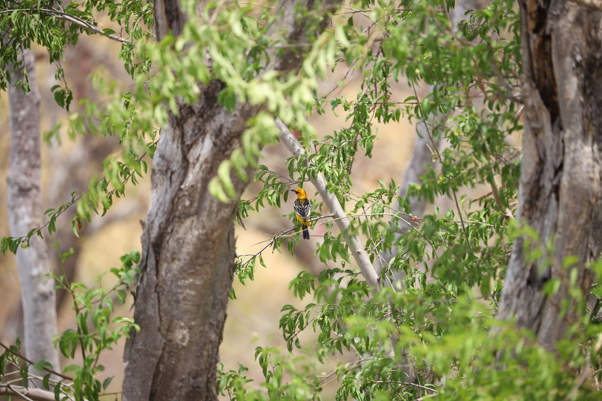 Streak-backed Oriole - Junior Cortes