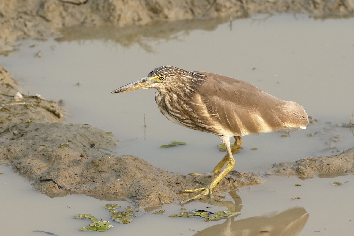 mangrovehegre - ML222936401