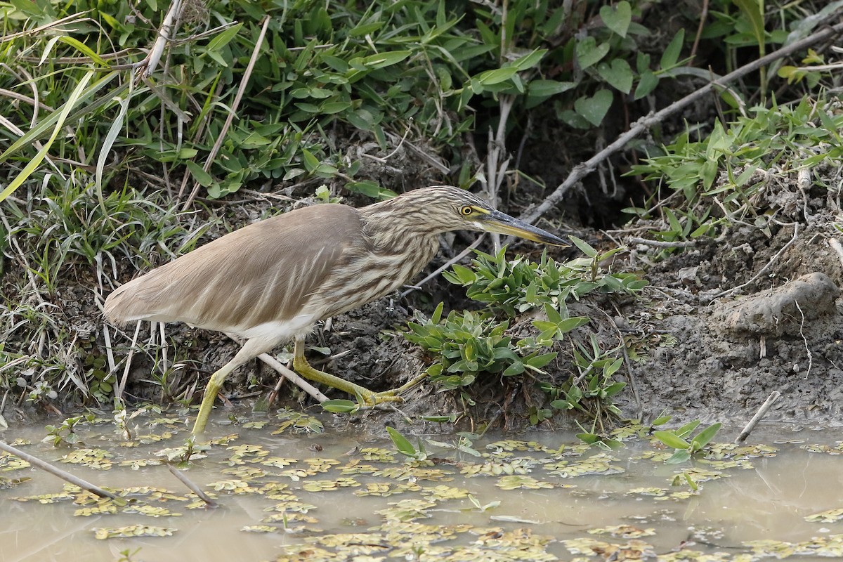 mangrovehegre - ML222936451