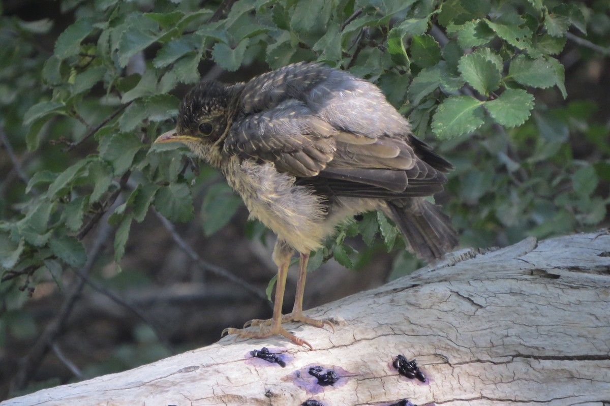 Austral Thrush - ML222936721