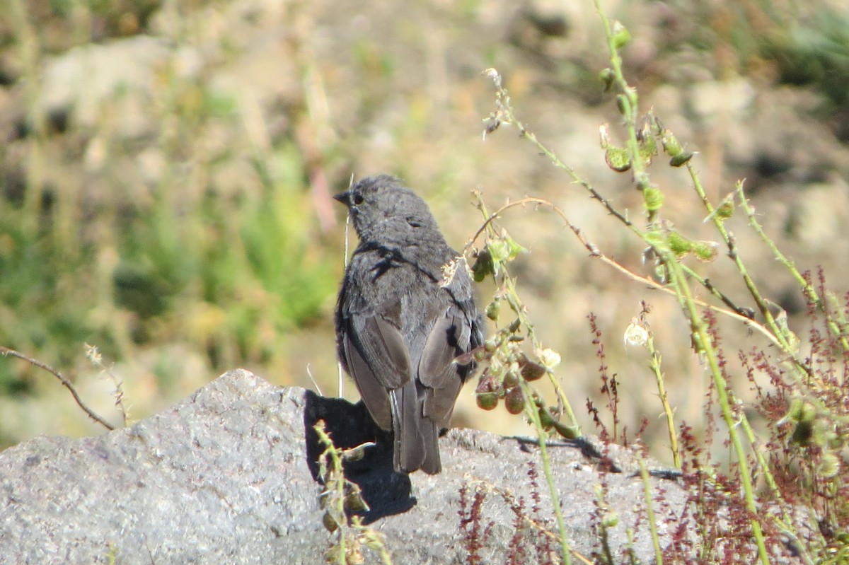 Plumbeous Sierra Finch - ML222937041