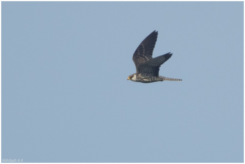 Amur Falcon - ML22293751