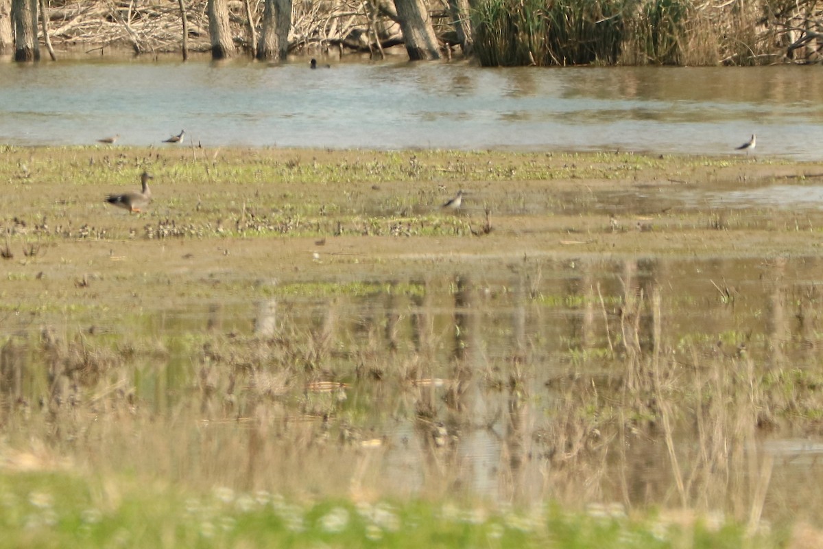 Green Sandpiper - Letty Roedolf Groenenboom