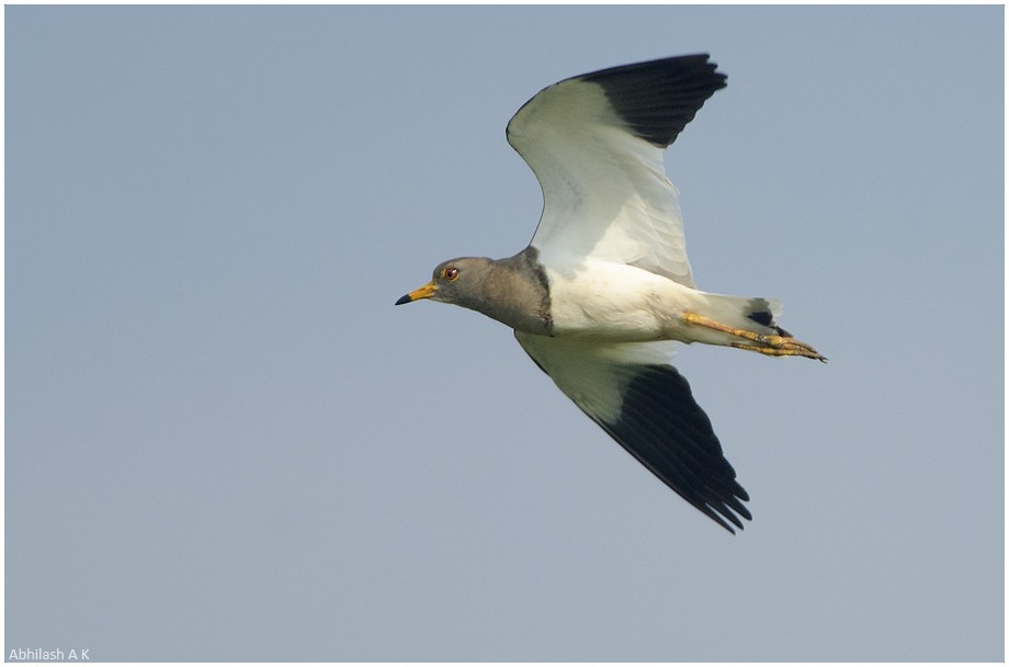 Gray-headed Lapwing - ML22293781