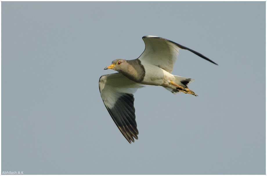 Gray-headed Lapwing - ML22293791