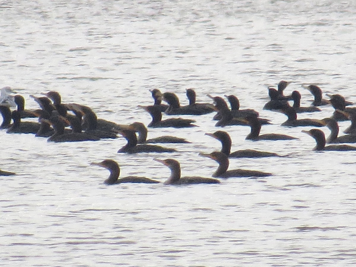 Double-crested Cormorant - ML22293821