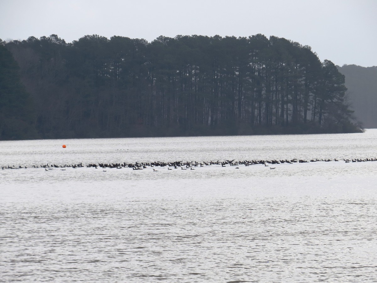 Double-crested Cormorant - ML22293831
