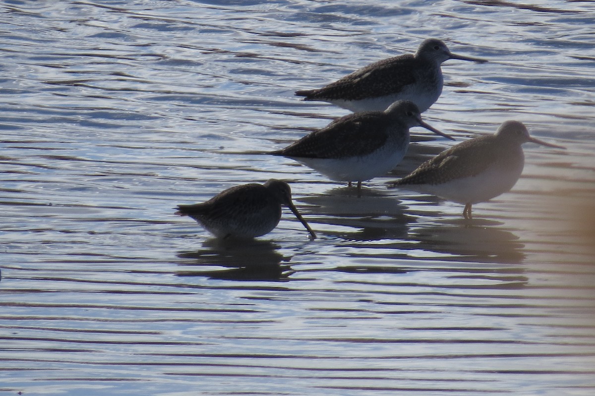 Long-billed Dowitcher - Bryant Olsen