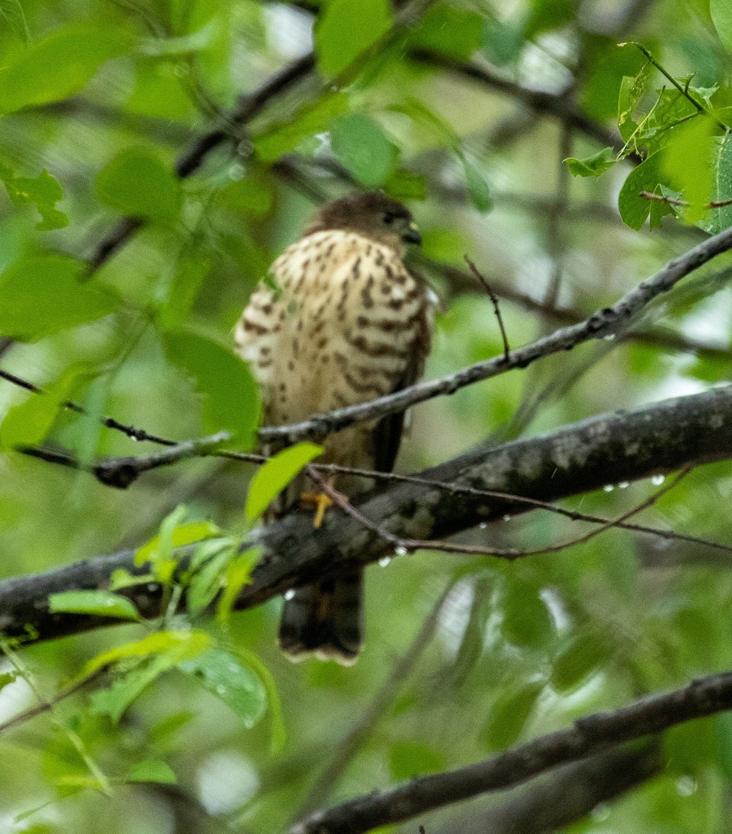 Little Sparrowhawk - ML222939171