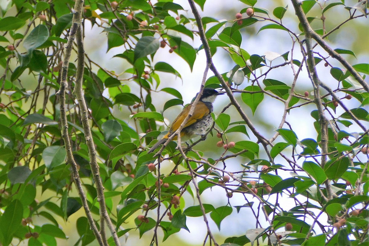 Scaly-breasted Bulbul - Ronald de Mol