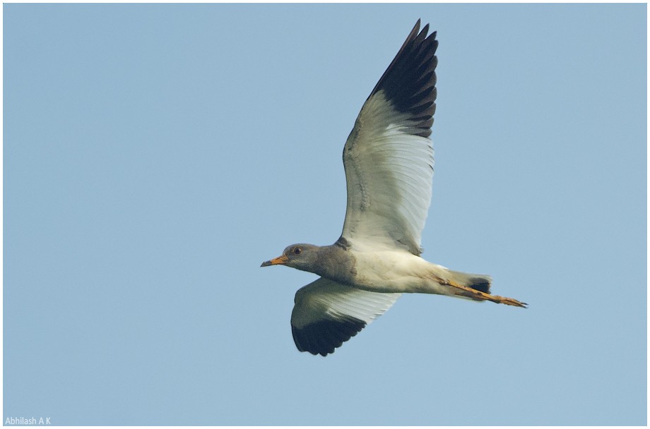 Gray-headed Lapwing - ML22294021