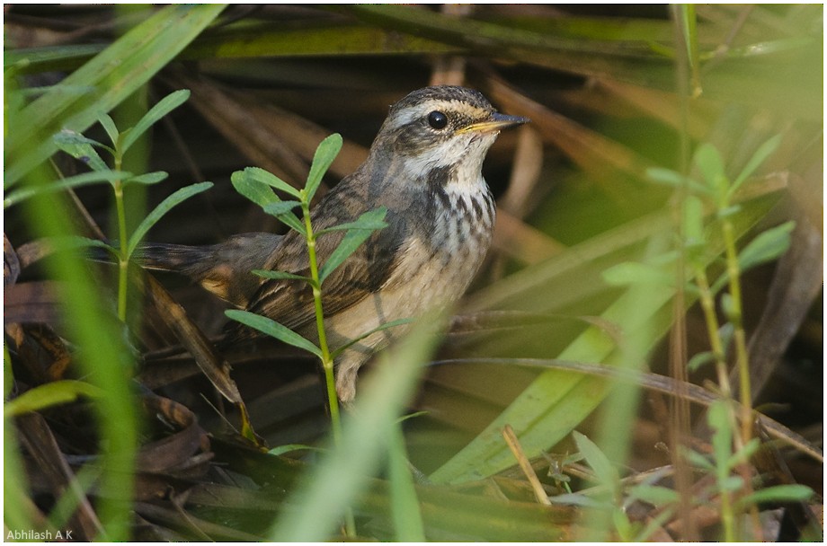 Bluethroat - ML22294051