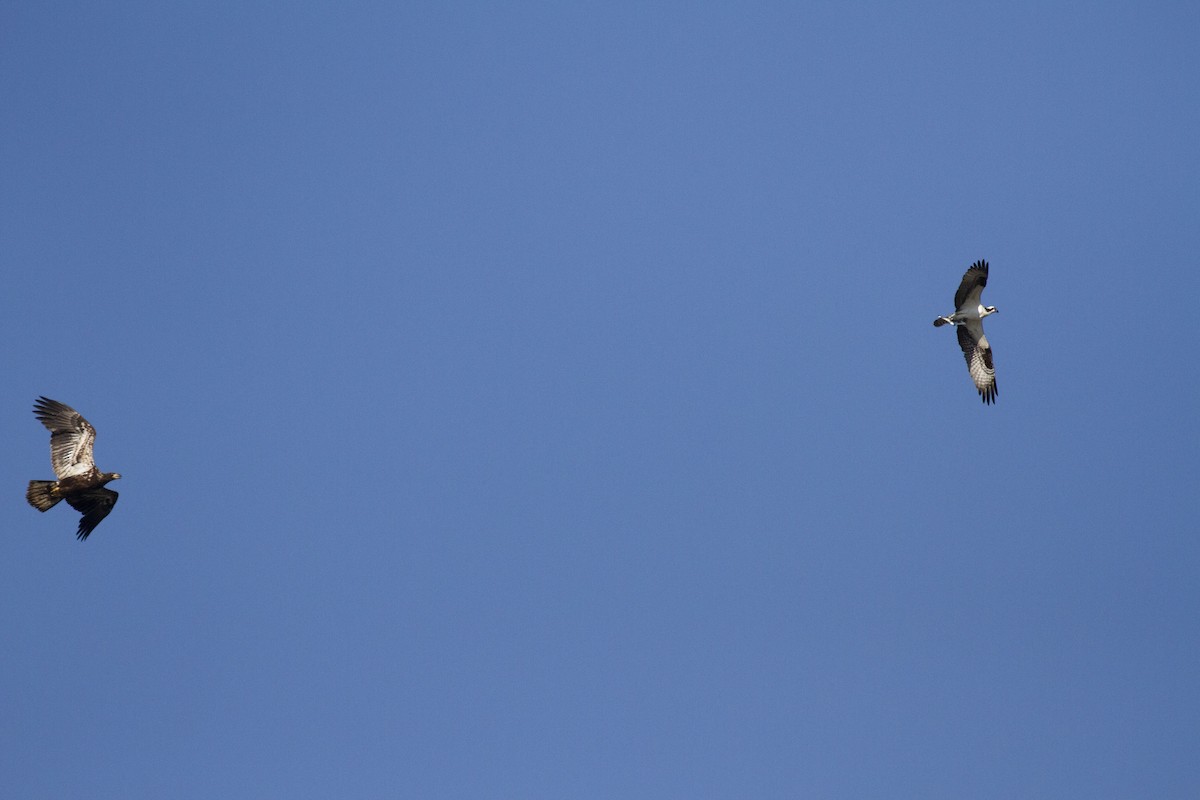 Osprey - ML222941691