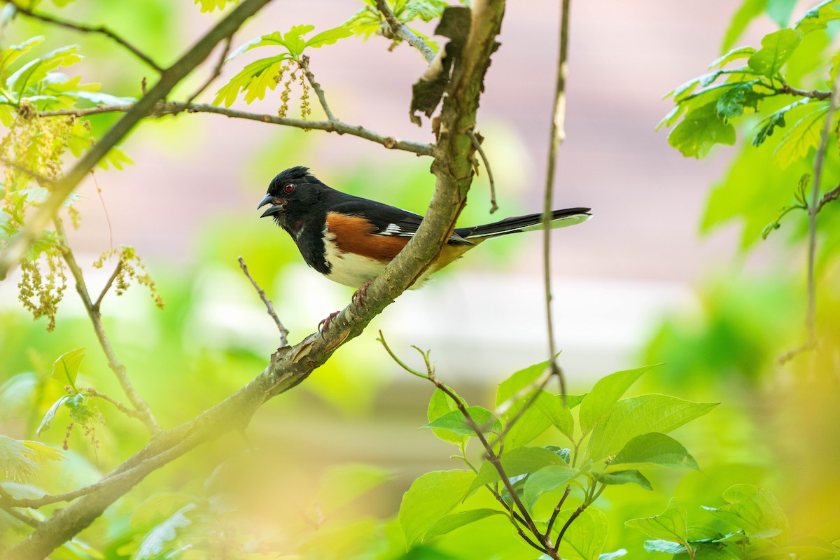 Eastern Towhee - ML222941871