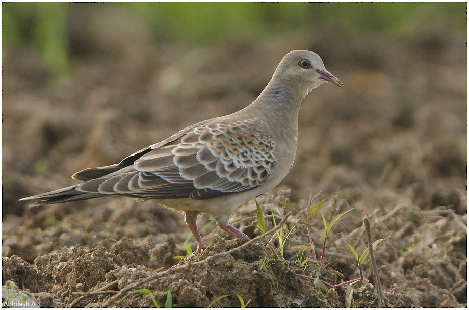 Oriental Turtle-Dove - ML22294191