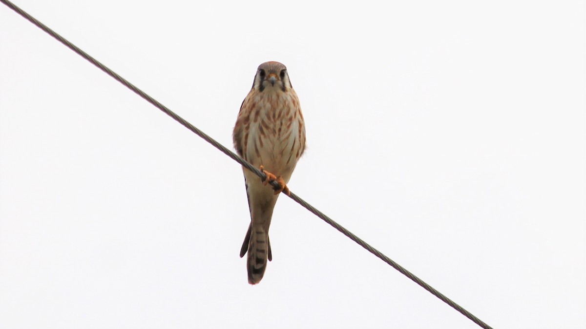 American Kestrel - Kevin Cunningham