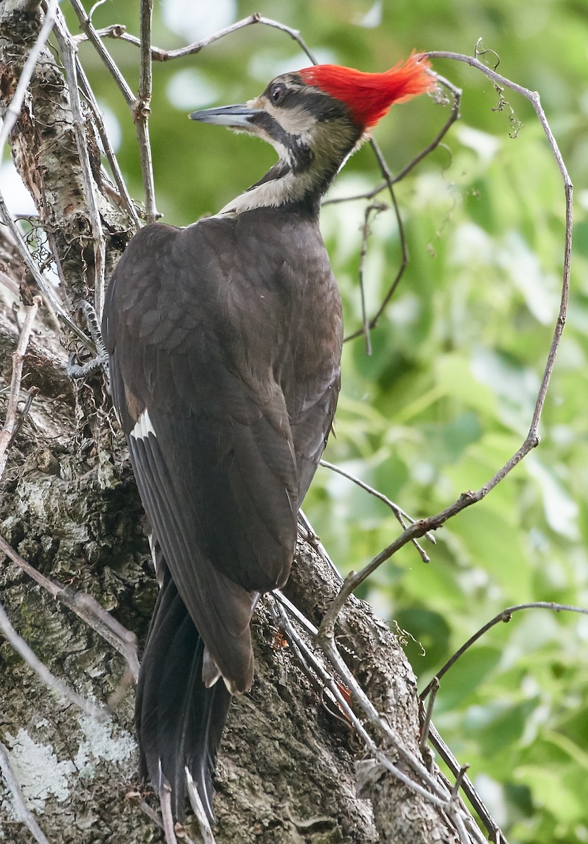 Pileated Woodpecker - ML222945991