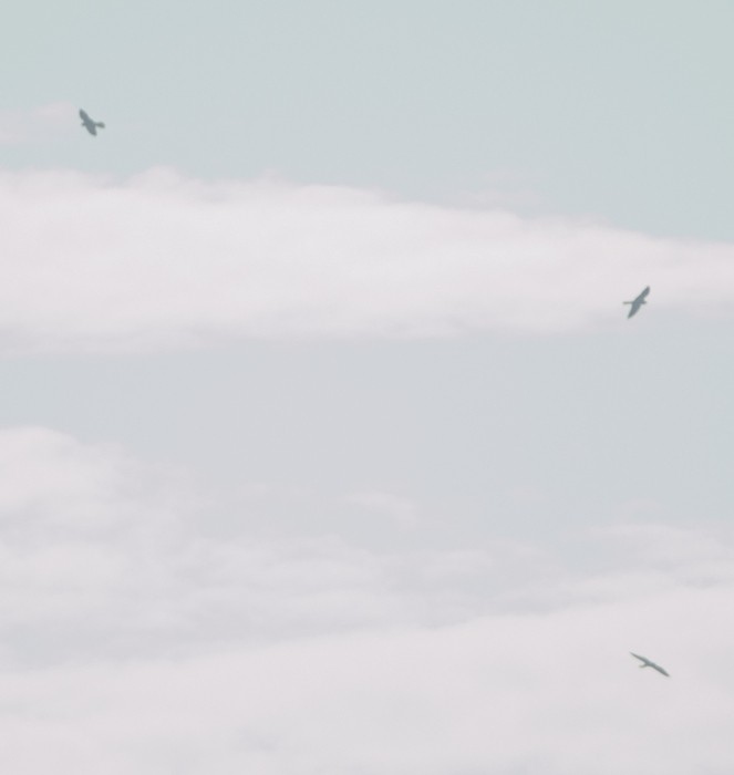 Amur Falcon - ML22294601