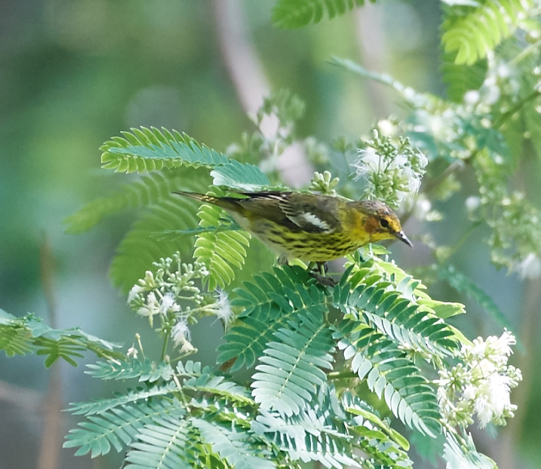 Cape May Warbler - ML222946061