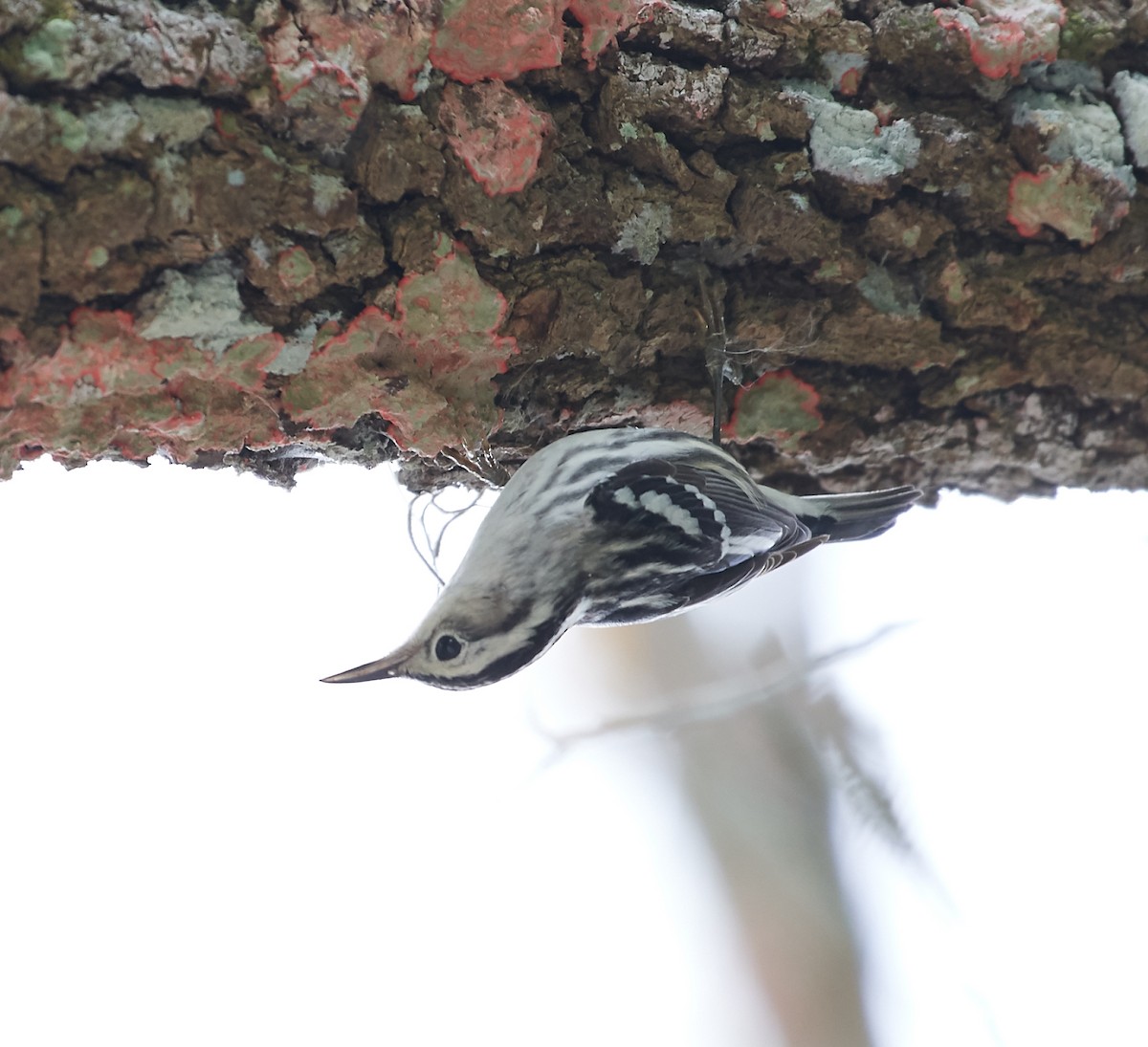 Black-and-white Warbler - ML222946111