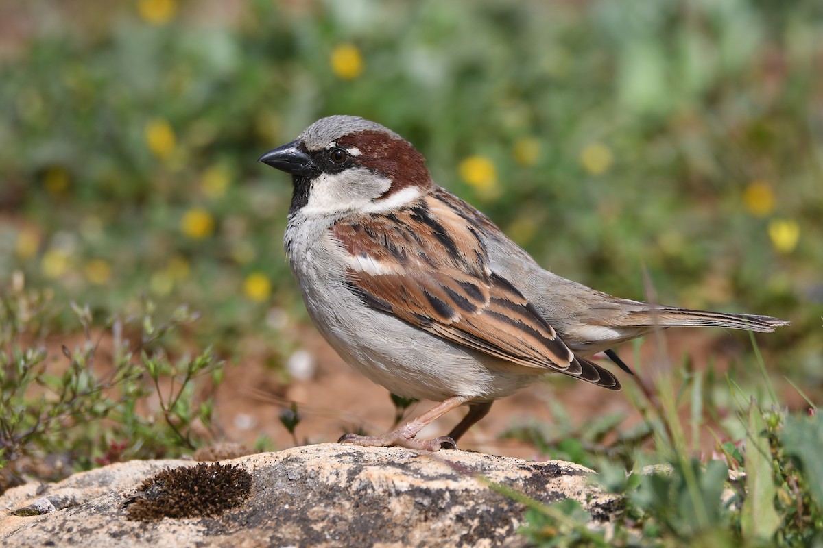 House Sparrow - Santiago Caballero Carrera