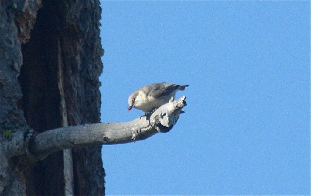 Pygmy Nuthatch - ML222947061