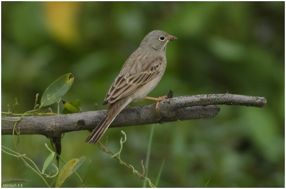 Gray-necked Bunting - ML22294811