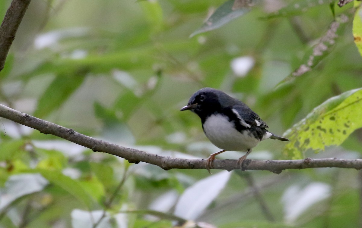 Black-throated Blue Warbler - ML222948151