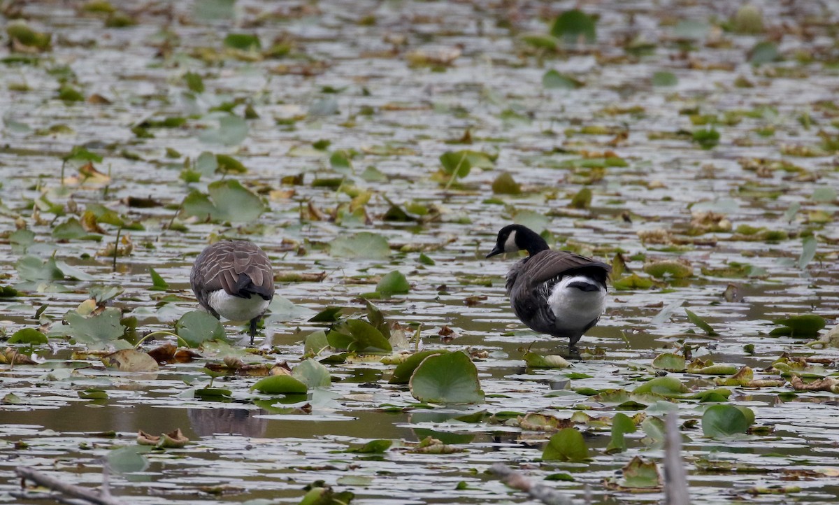 Canada Goose - ML222948191