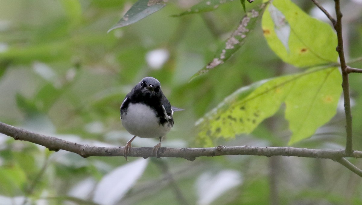 Black-throated Blue Warbler - ML222948231