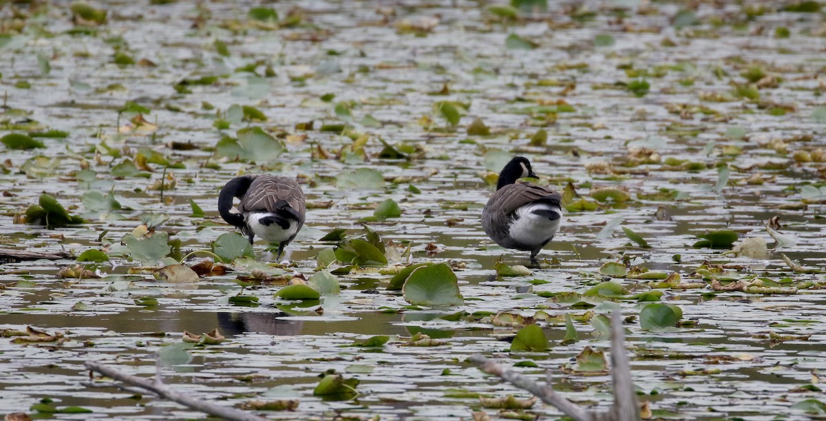 Canada Goose - ML222948411