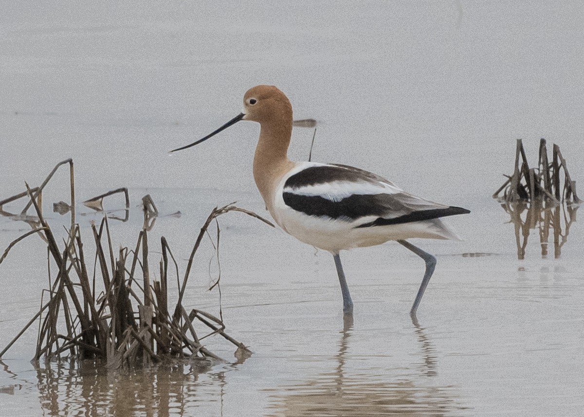 Avocette d'Amérique - ML222950321