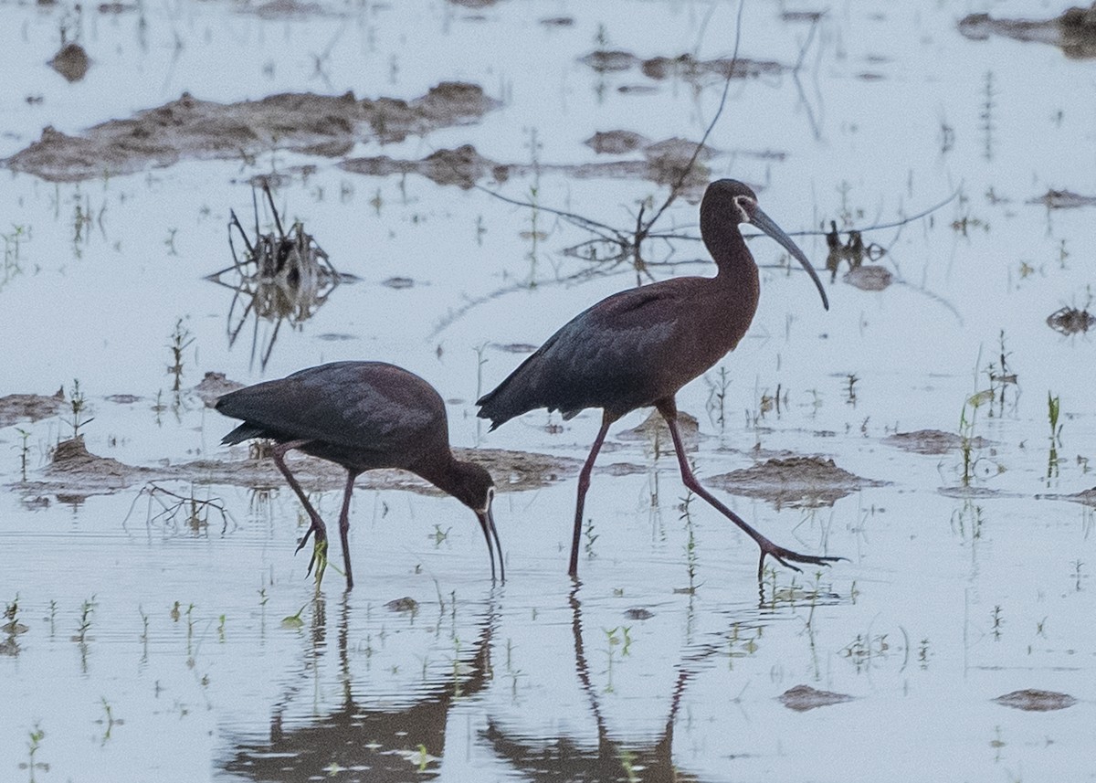 Ibis à face blanche - ML222950481