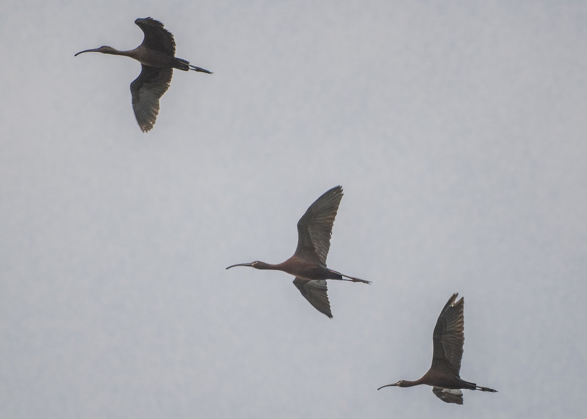 White-faced Ibis - ML222950501