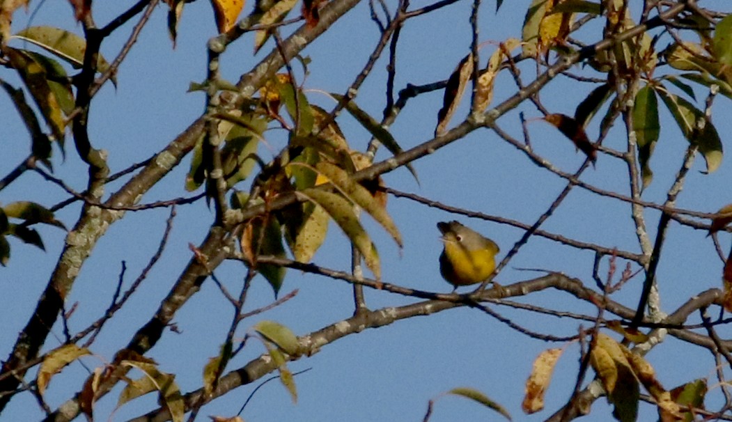 Nashville Warbler - ML222950721