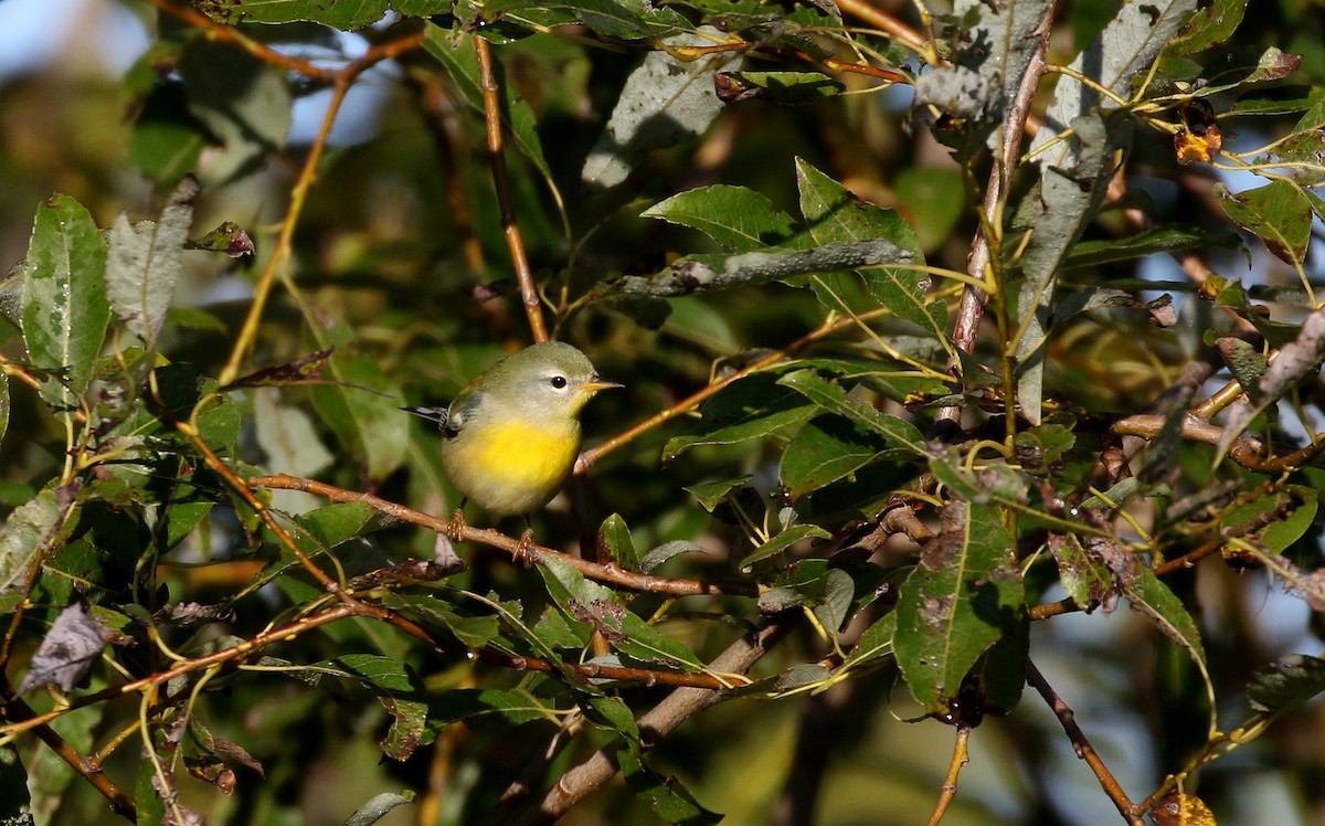 Northern Parula - ML222950961