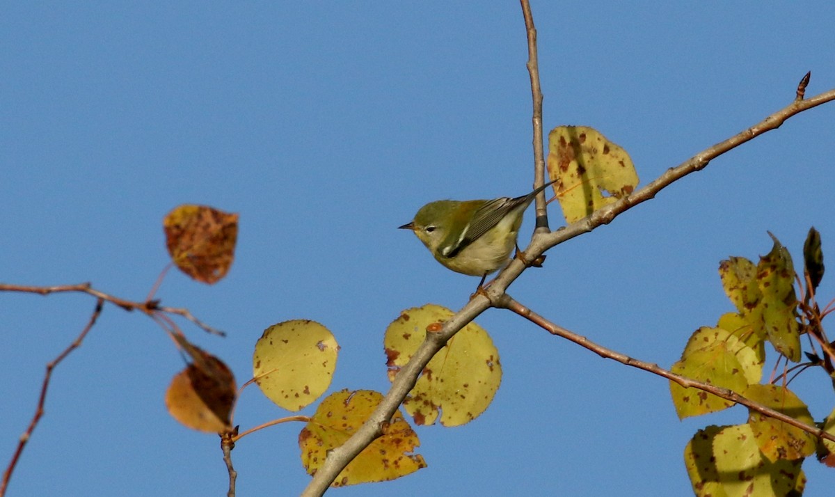 Northern Parula - ML222951131