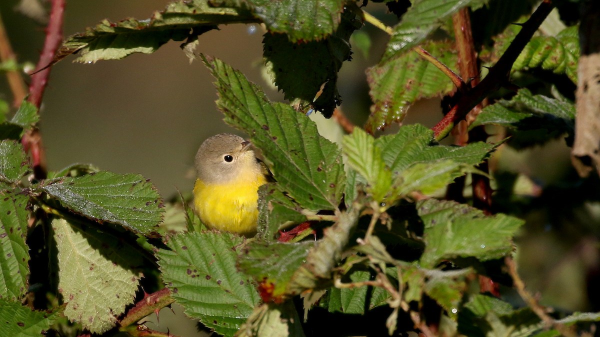 Magnolia Warbler - ML222951811