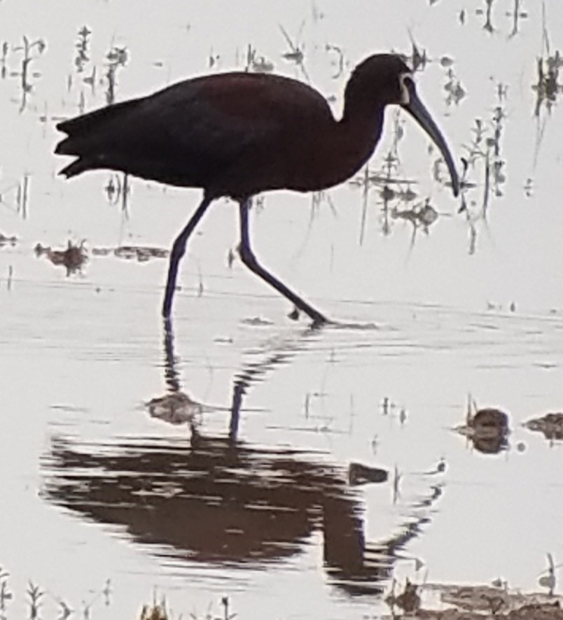 Ibis à face blanche - ML222951861