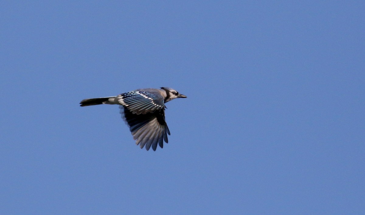 Blue Jay - Jay McGowan