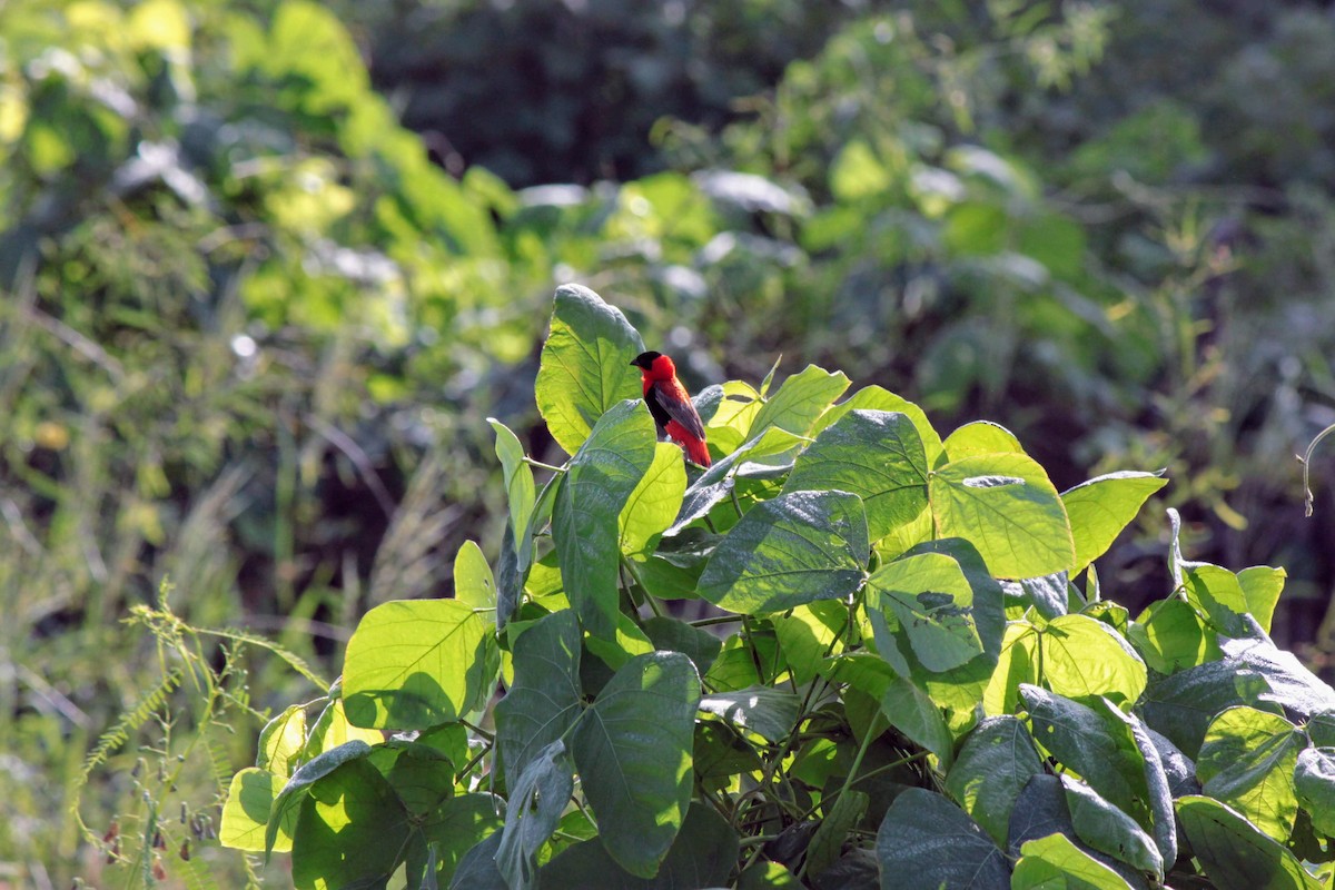 Northern Red Bishop - Simon Janssens